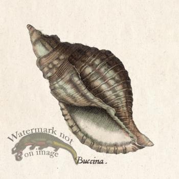 Merian Shell 14